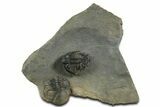 Top Quality Lichid Trilobite (Akantharges) - Tinejdad, Morocco #350478-4